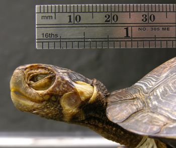 Media type: image; Herpetology R-12498